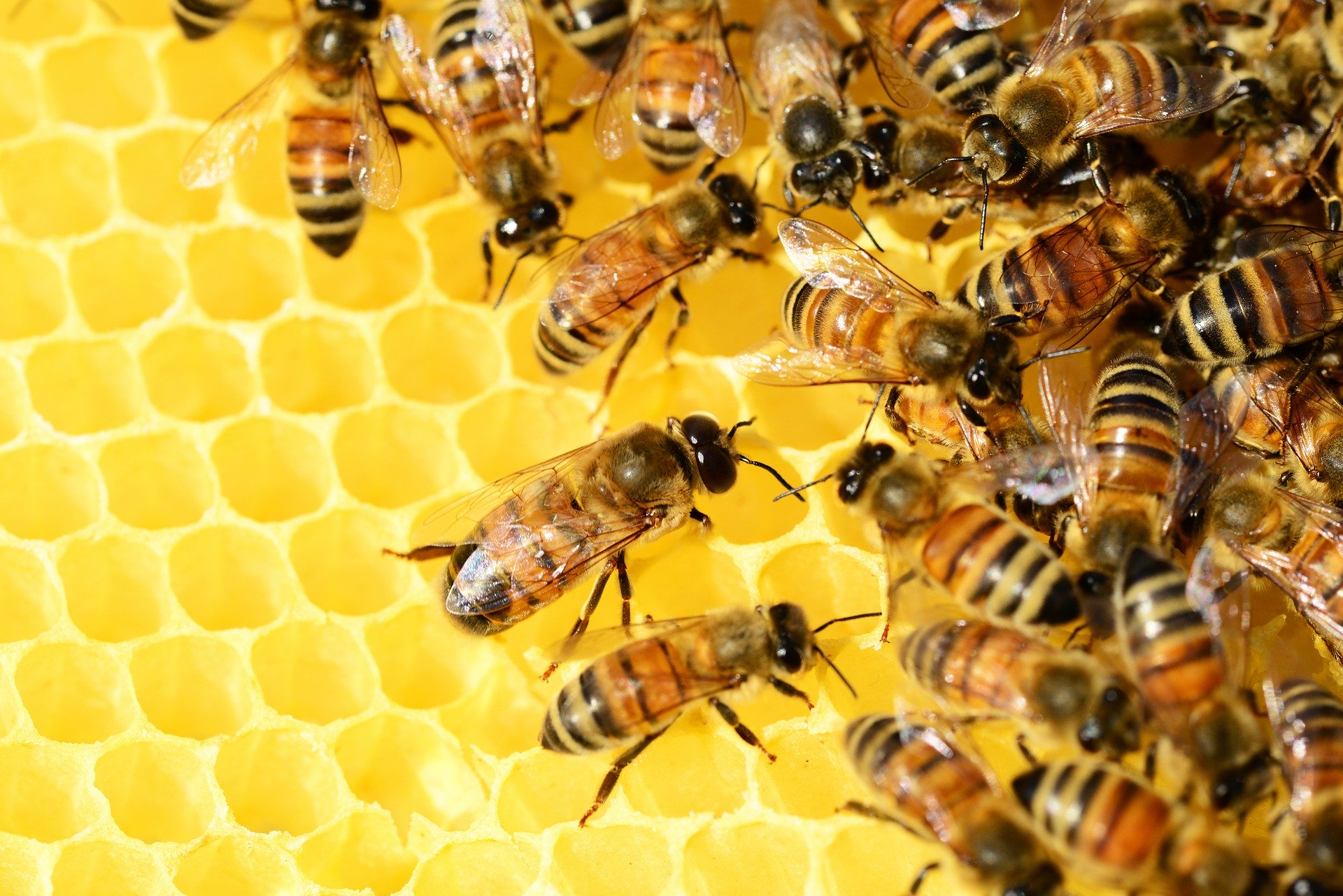 Bee Advised-It’s National Honeybee Day!