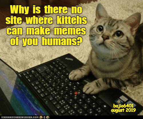 Funny Cat Memes and Pictures About Cat Behavior - TurboFuture